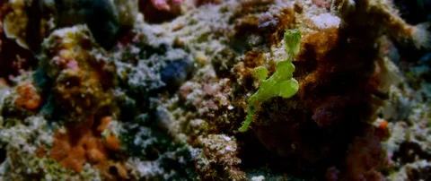 Green Robust Ghost Pipefish  is swimming in a coral reef Stock Footage 116046068