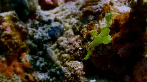Green Robust Ghost Pipefish  is swimming in a coral reef Видео 116046274