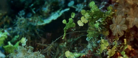 Green Robust Ghost Pipefish  is swimming in a coral reef Stock Footage 144339158
