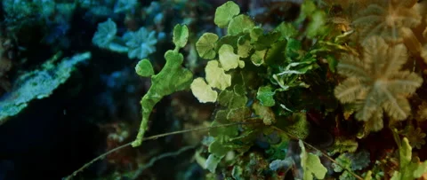 Green Robust Ghost Pipefish  is swimming in a coral reef Stock Footage 144425240