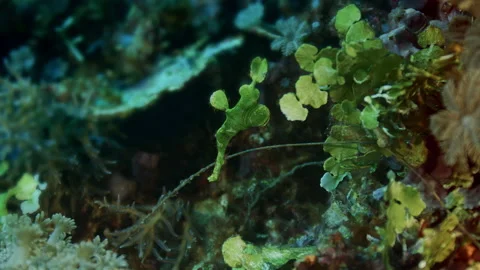 Green Robust Ghost Pipefish  is swimming in a coral reef Stock Footage 144438501