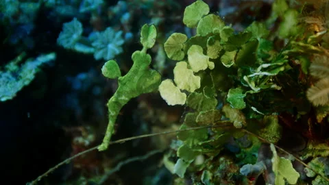 Green Robust Ghost Pipefish  is swimming in a coral reef Stock Footage 144442565