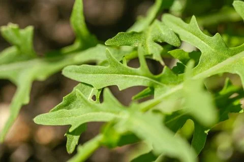 Green Rocket Leaves Stock Photos