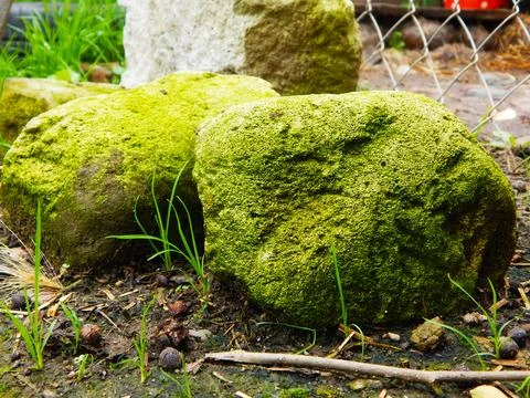 Green rocks Stock Photos