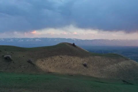 Green Rolling Hill with Lone Tree, Grazing Sheep and Snow Mountains at Dusk.. Stock Photos