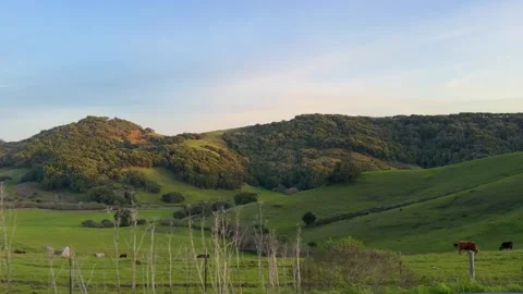 Green Rolling Hills with Forest in Background Stock Footage 307963089