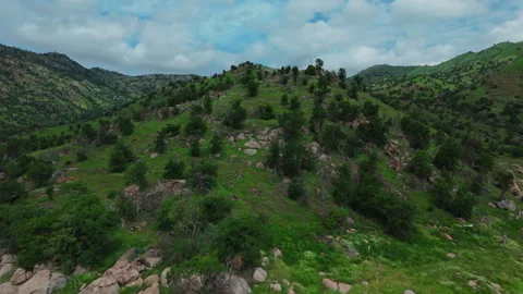 Green Rolling Hills with Trees Drone View Stock Footage 316824146