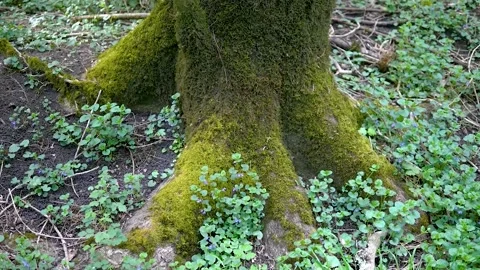 Green roots of a tree trunk in the jungle Video stock 132349515