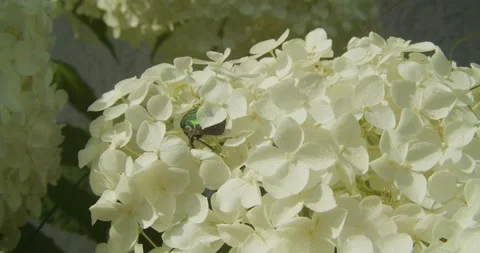 Green Rose Chafer Beetle Crawling On White Hydrangea Flowers Stock Footage 342276540