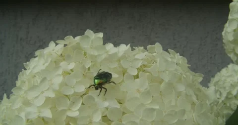 Green Rose Chafer Beetle Crawling On White Hydrangea Flower Video stock 342711750