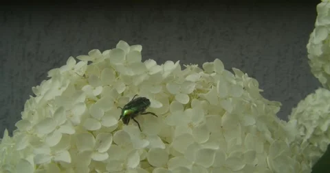 Green Rose Chafer Beetle Crawling On White Hydrangea Flower Video stock 342719029