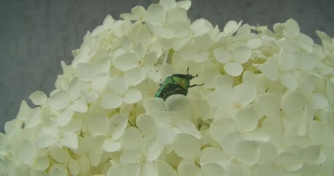 Green Rose Chafer Beetle Crawling On White Hydrangea Flowers Video stock 342723256