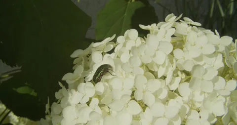 Green Rose Chafer Beetle Crawling On White Hydrangea Flower Video stock 342943981