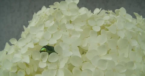 Green Rose Chafer Beetle Crawling On White Hydrangea Flowers Video stock 342958404
