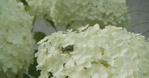 Green Rose Chafer Beetle Crawling On White Hydrangea Flowers Video stock 343003661
