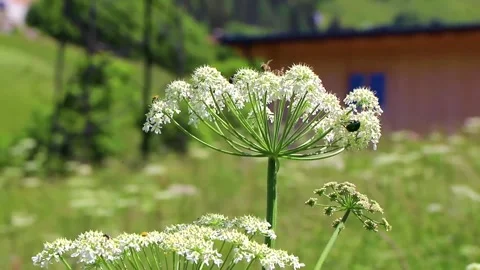 Green rose chafer beetle insect on flower in Tyrol Austria. Stock Footage 311514174