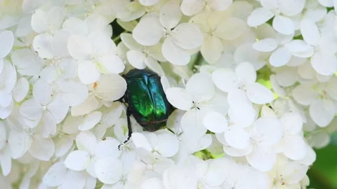 Green rose chafer beetle walking on white hydrangea flower blossom Stock Footage 157986600