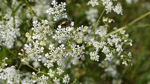 Green rose chafer Stock Footage 129848892