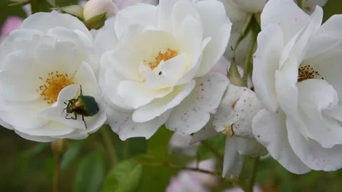 Green rose chafer Stock Footage 133455690