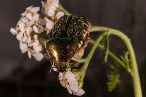 Green rose chafer Stock Photos