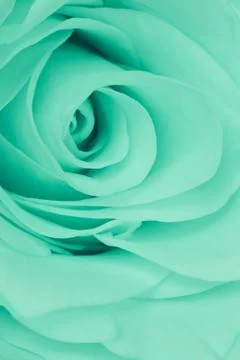 Green rose close up Stock Photos