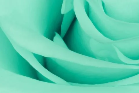Green rose close up Stock Photos