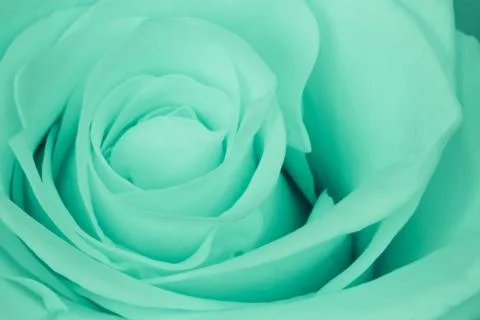 Green rose close up Stock Photos