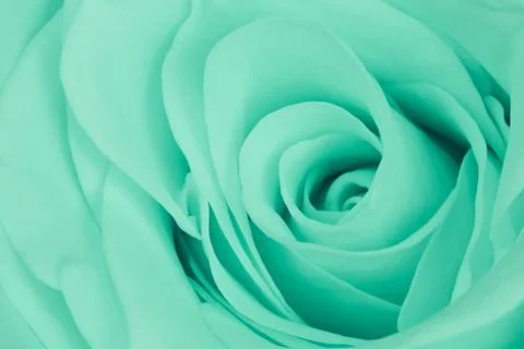 Green rose close up Stock Photos