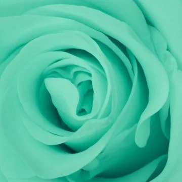 Green rose close up Stock Photos