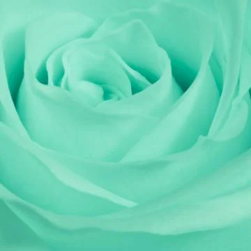 Green rose close up Stock Photos
