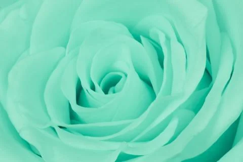 Green rose close up Foto stock
