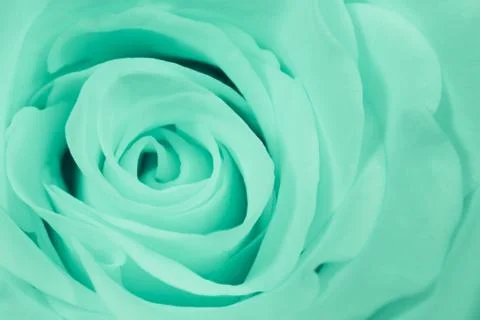 Green rose close up Stock Photos