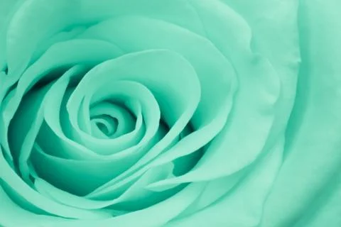 Green rose close up Stock Photos