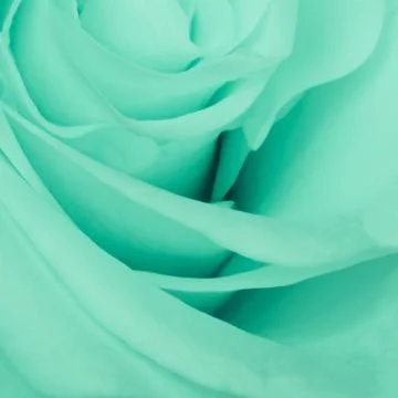 Green rose close up Stock Photos