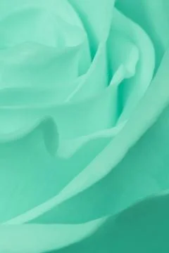 Green rose close up Stock Photos
