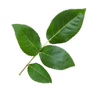 Green rose leaf isolated on white background Stock Photos