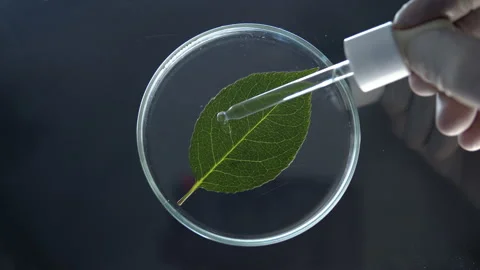 Green rose leaf in petri dish. Stock Footage 171311378
