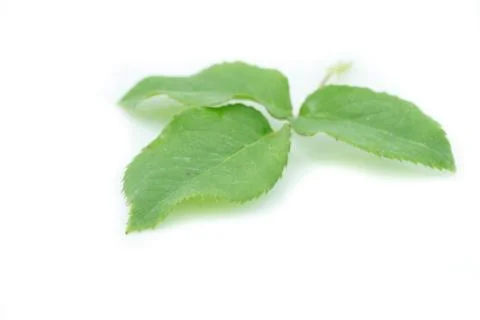 Green rose leaf Stock Photos