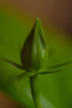 Green rose Stock Photos