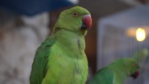 Green rose ringed parakeet looking around with curiosity Stockbeeldmateriaal 348121148