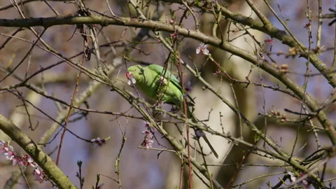 Green Rose-ringed parakeet in tree canopy eating flower blossoms 库存影片 333015073