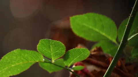 Green Rose Stem with Thorns and Leaves in Warm Natural Light Stock Footage 325476894