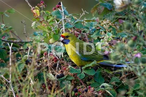 Green Rosella - Platycercus caledonicus or Tasmanian rosella is a species of Stock Photos
