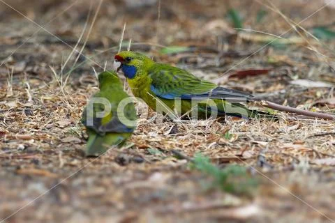 Green Rosella - Platycercus caledonicus or Tasmanian rosella is a species of Stock Photos