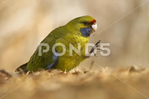 Green Rosella - Platycercus caledonicus or Tasmanian rosella is a species of Stock Photos