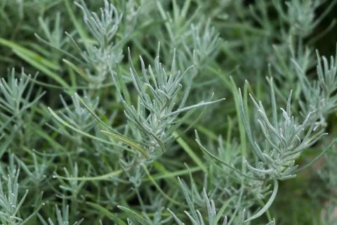 A Green rosemary. Stock Photos