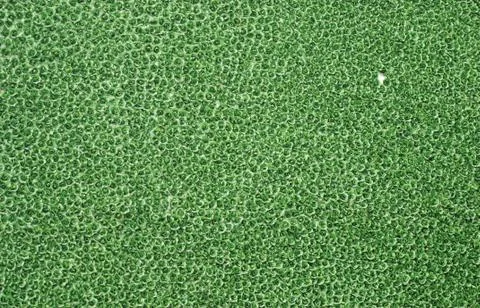 Green roses background Stock Photos