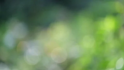 Green round bokeh background of forest leaves Stock Footage 321264598