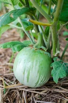 Green round eggplant Stock Photos
