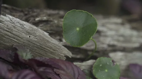 Green round leaf swaying 02 Видео 52106752